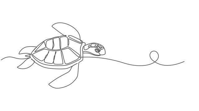 Self drawing animation with one continuous line draw, sea turtle, terrapin, tortoise, Animated self drawing of one continuous line draw wild sea turtle for water aquatic park logo. Cute ocean reptile 