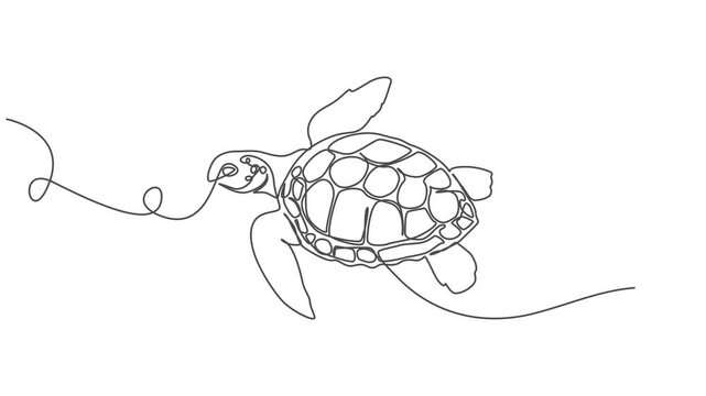 Self drawing animation with one continuous line draw, sea turtle, terrapin, tortoise, Animated self drawing of one continuous line draw wild sea turtle for water aquatic park logo. Cute ocean reptile 