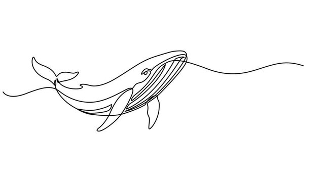 wild whale fish continuous one line drawing animation, Animated self drawing of continuous one line draw wild whale fish swimming in sea life. Marine animal digital concept. Blue whale and scuba diver
