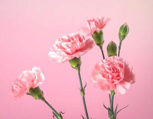 Delicate pink carnations on a soft pink background