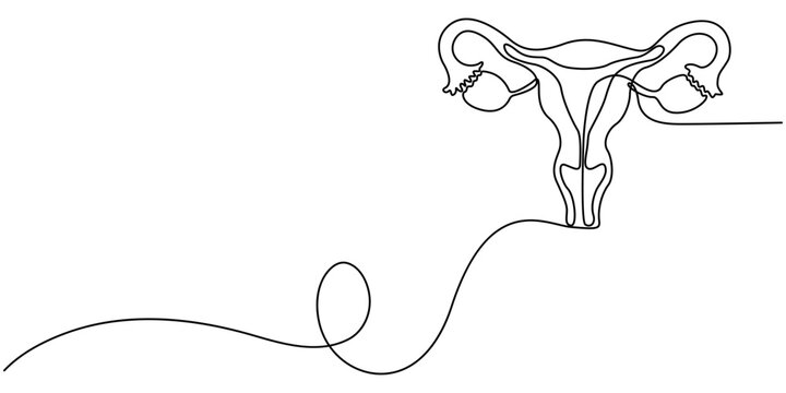 Human reproductive system one line continuous drawing. Human organ continuous one line illustration. Vector minimalist linear illustration, one line outline vector illustration for women's health.