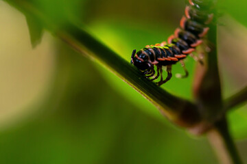 Macro Close-up of a Black and Red-Banded Millipede or Caterpillar