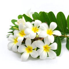 Fototapeta premium Plumeria flowers and leaves
