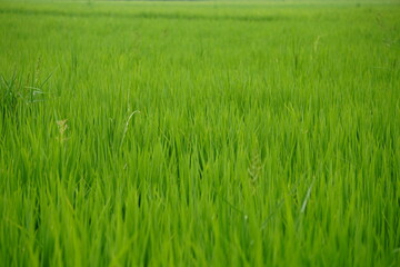 Fototapeta premium Lush Green Grass Field in Natural Light