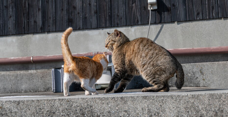 路上であいさつをする二匹の猫	