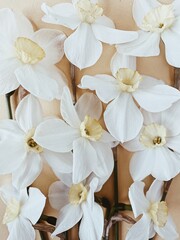 Close-Up of White Daffodils Floral Arrangement