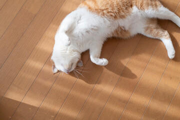 床に寝そべってくつろぐ可愛い猫　茶トラ白	