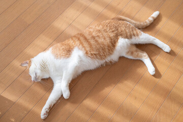 床に寝そべってくつろぐ可愛い猫　茶トラ白	