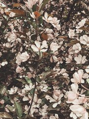Close-Up of Pink Crabapple Blossoms