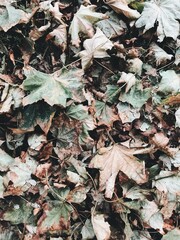 Fallen Autumn Leaves on Forest Ground