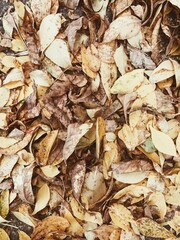 Close-Up of Fallen Autumn Leaves