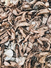 Pile of Brown Autumn Leaves