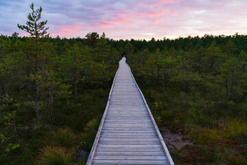 Fototapeta premium Wooden boardwalk path leading through green Estonian bog forest with dramatic colorful sunset sky, tranquil wild nature travel and hiking destination