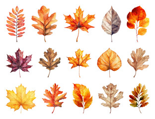 Fototapeta premium Colorful autumn leaves collection.