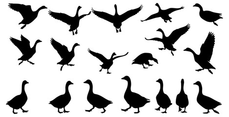 Elegant Silhouette Various Position Goose Bird Wildlife Illustration Collection