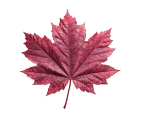 Deep crimson maple leaf, sharply defined