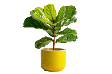 Lush fiddle leaf fig tree in a vibrant yellow ceramic plant pot on transparent background