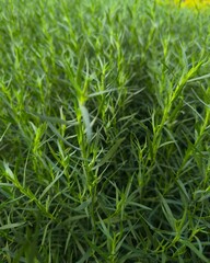 lot of fresh green grass estragon