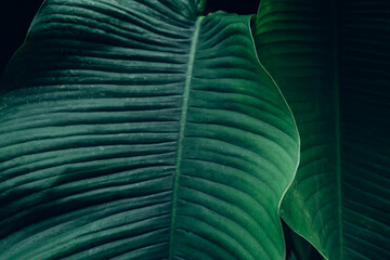 abstract tropical leaf textures on dark tone, natural green background.