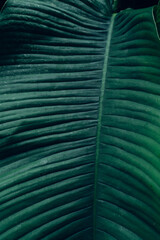 abstract tropical leaf textures on dark tone, natural green background.