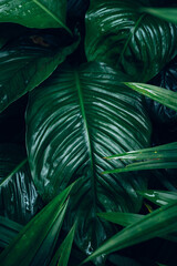 abstract tropical leaf textures on dark tone, natural green background.