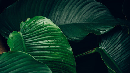 abstract tropical leaf textures on dark tone, natural green background.