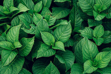 abstract tropical leaf textures on dark tone, natural green background.