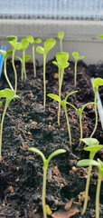 Closeup of seedlings growing in soil, delicate green stems and leaves reaching upward in natural light, detailed view of early plant development indoors in container.