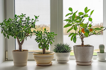 The window in the room with houseplants on window sill against the backdrop of the river and forest.