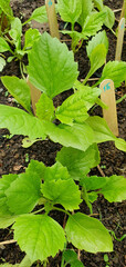 Young Aster seedlings with fresh green leaves growing in rows in garden soil, marked with wooden sticks, early stage of ornamental plants cultivation in horticulture.