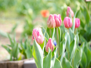 植物　花　ピンク色
