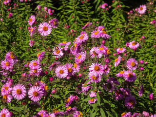 Purple and Pink Aster Flowers with Bees
