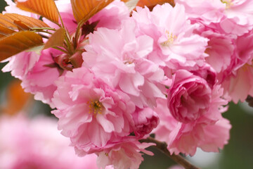 植物　ピンクの花