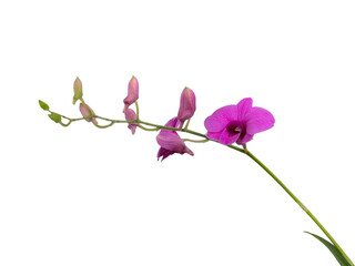 Obraz premium pink orchid isolated on white, purple orchid isolated on white, Orchids, pink, purple, png