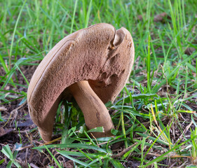 Light shining under a large brown mushroom outdoors
