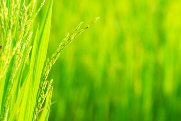 Rice From Rice Field for harvest