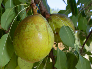 Close up of a green pear growing on the tree