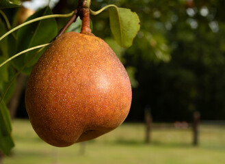 Big beautiful pear ready to pluck from the tree