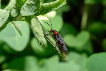 Macro of Soldier Beetle on Green Leaf