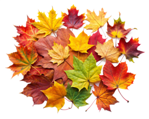 Collection of colored fallen autumn leaves on white background isolated on a transparent background