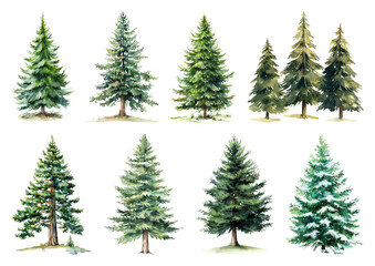 Obraz premium Watercolor evergreen tree illustrations