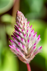 Close up view of Ptilotus exaltatus flowering plant commonly known as tall mulla mulla, large pink pussy-tails, pink mulla mulla , lambs tail or showy foxtail.