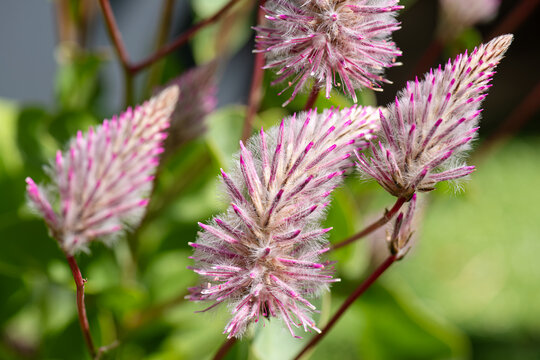 Close up view of Ptilotus exaltatus flowering plant commonly known as tall mulla mulla, large pink pussy-tails, pink mulla mulla , lambs tail or showy foxtail.