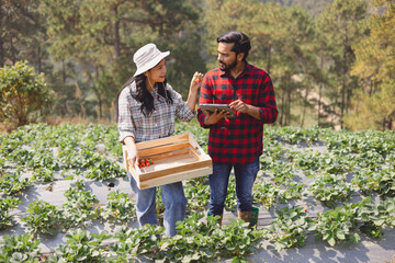 man and woman are standing in  field of strawberries