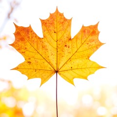 Fototapeta premium Vibrant autumn leaf