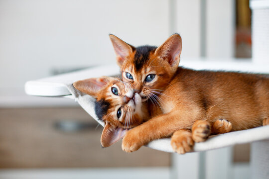 Abyssinian ruddy kittens playing, biting, licking each other. Red cats resting on hammock. Pets care. Allogrooming behavior.  Copy space.