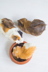guinea pig in a pot on a white wooden table, top view