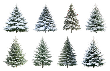 Snow-covered evergreen trees collection.