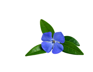 Blue Flower with Green Leaves on Rock, Front View, Isolated on Transparent Background