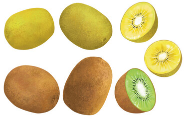 手描きのキウイフルーツ